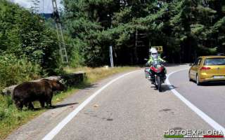 orso-2