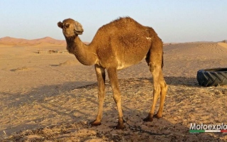 2018-04-marocco-67