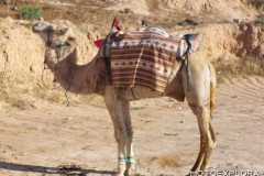 tunisia-aprile-2025-w-23