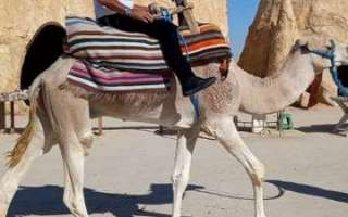 Tunisia-settembre-2023-wa-33
